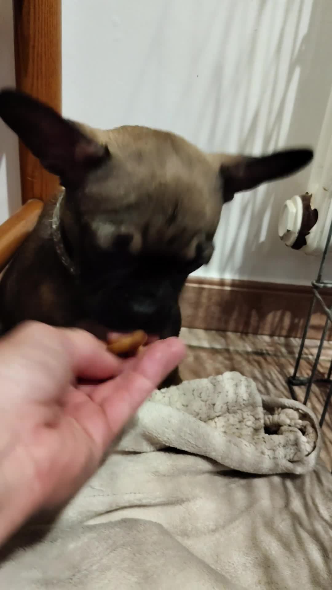 Bulldog Francese cani in vendita: Cucciole femmine di bulldog francese  - Video 1