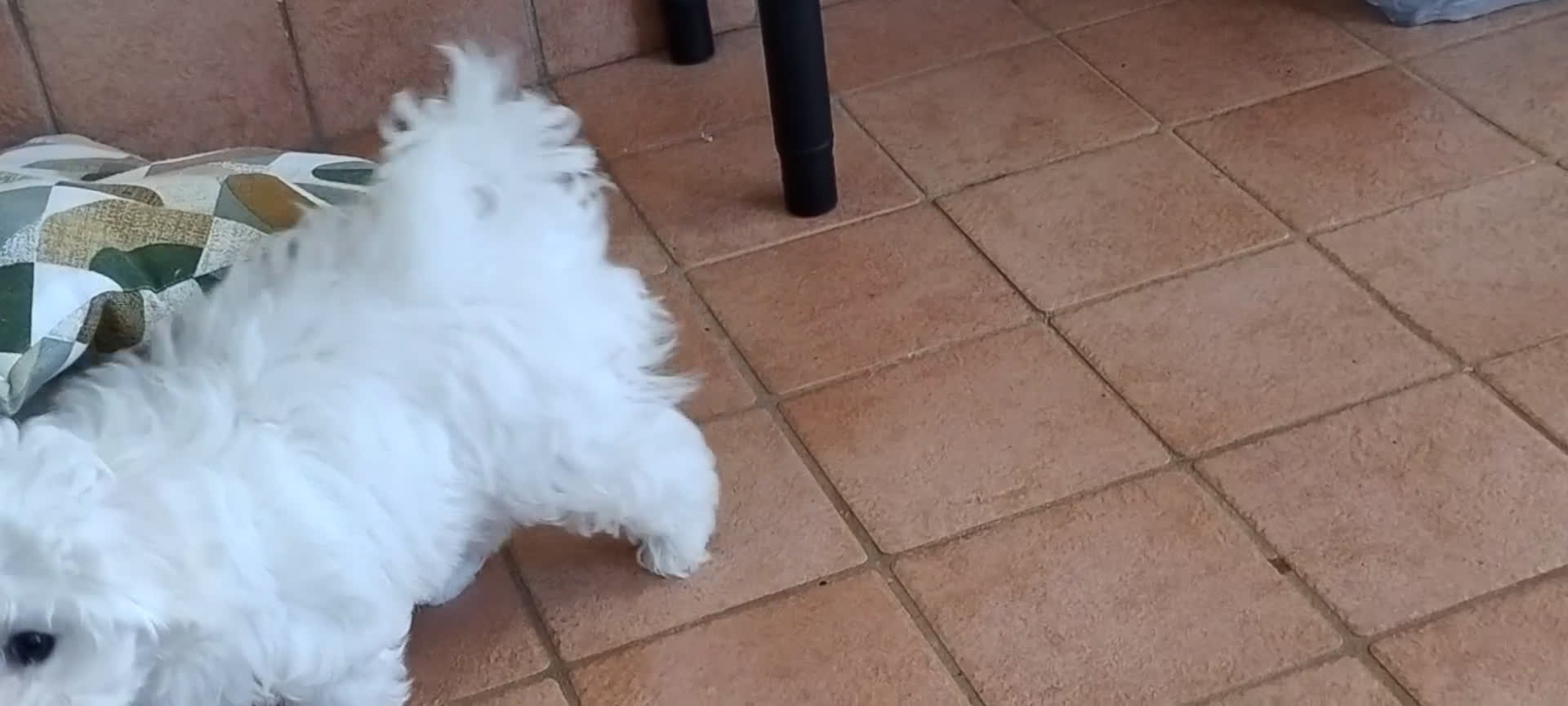Maltese cani in vendita: Cuccioli di Maltese  - Video 1