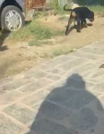 Rottweiler cani in vendita: Rottweiler  - Video 1