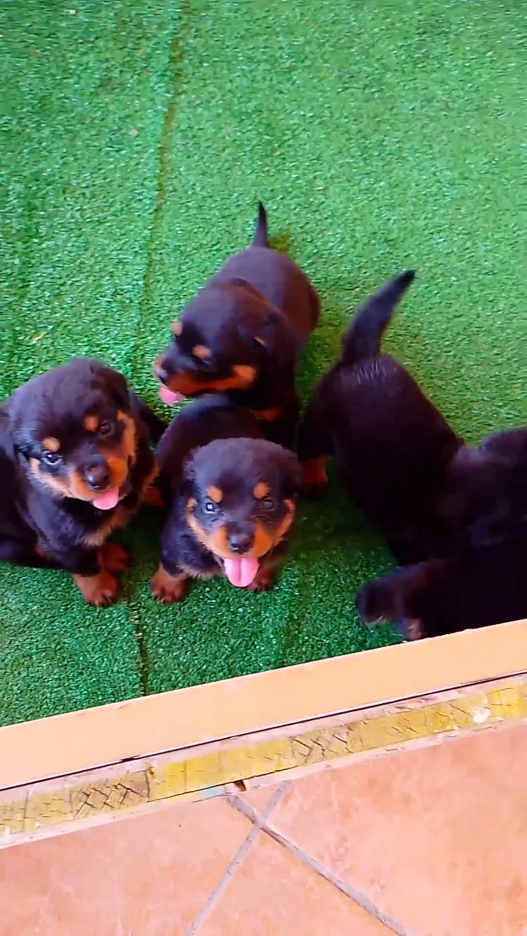 Rottweiler cani in vendita: Vendo cuccioli di Rottweiler  - Video 1
