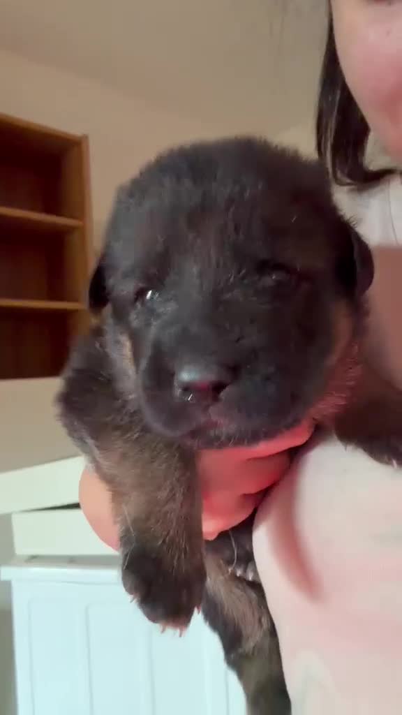 Pastore Tedesco cani in vendita: Pastore tedesco cuccioli - Video 1