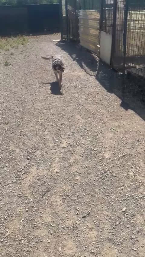 Meticcio cani in regalo: Splendida meticcia - DIVY a Città metropolitana di Milano - Video 1