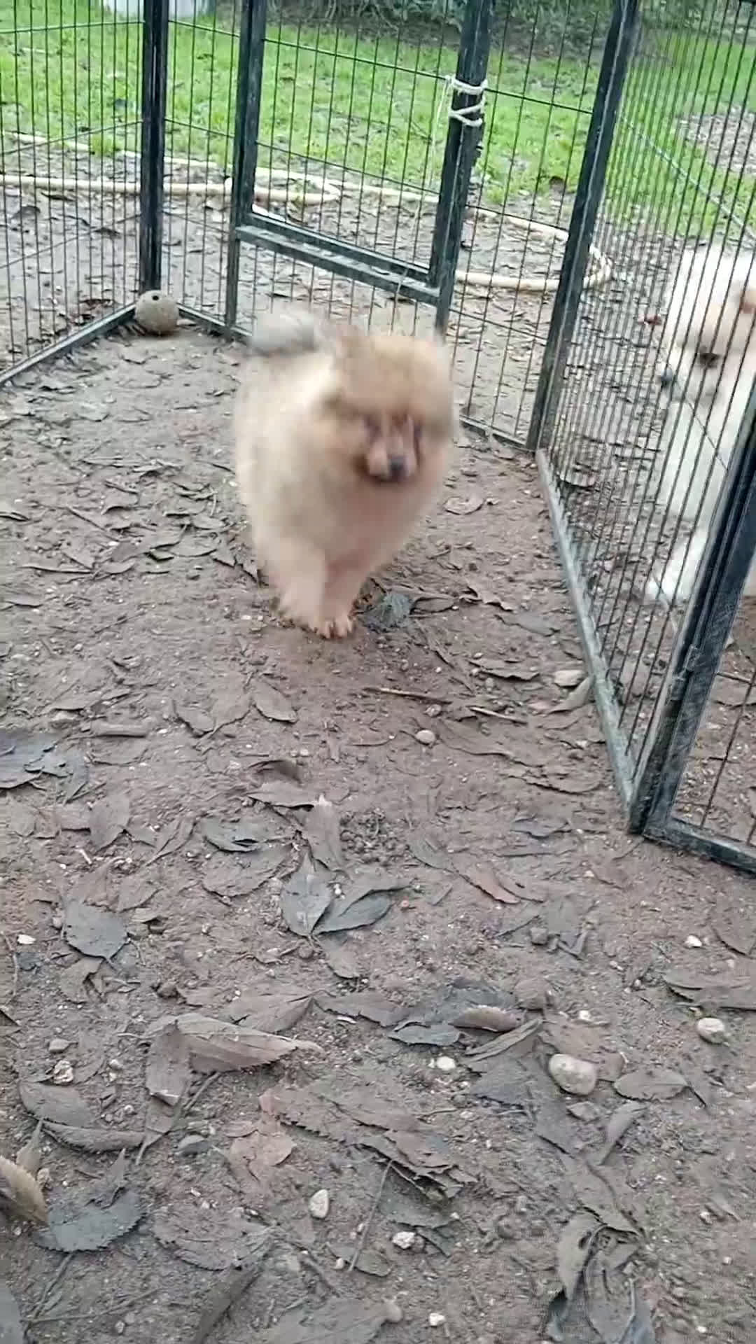 Spitz cani in vendita: Spitz Piccolo  - Video 1