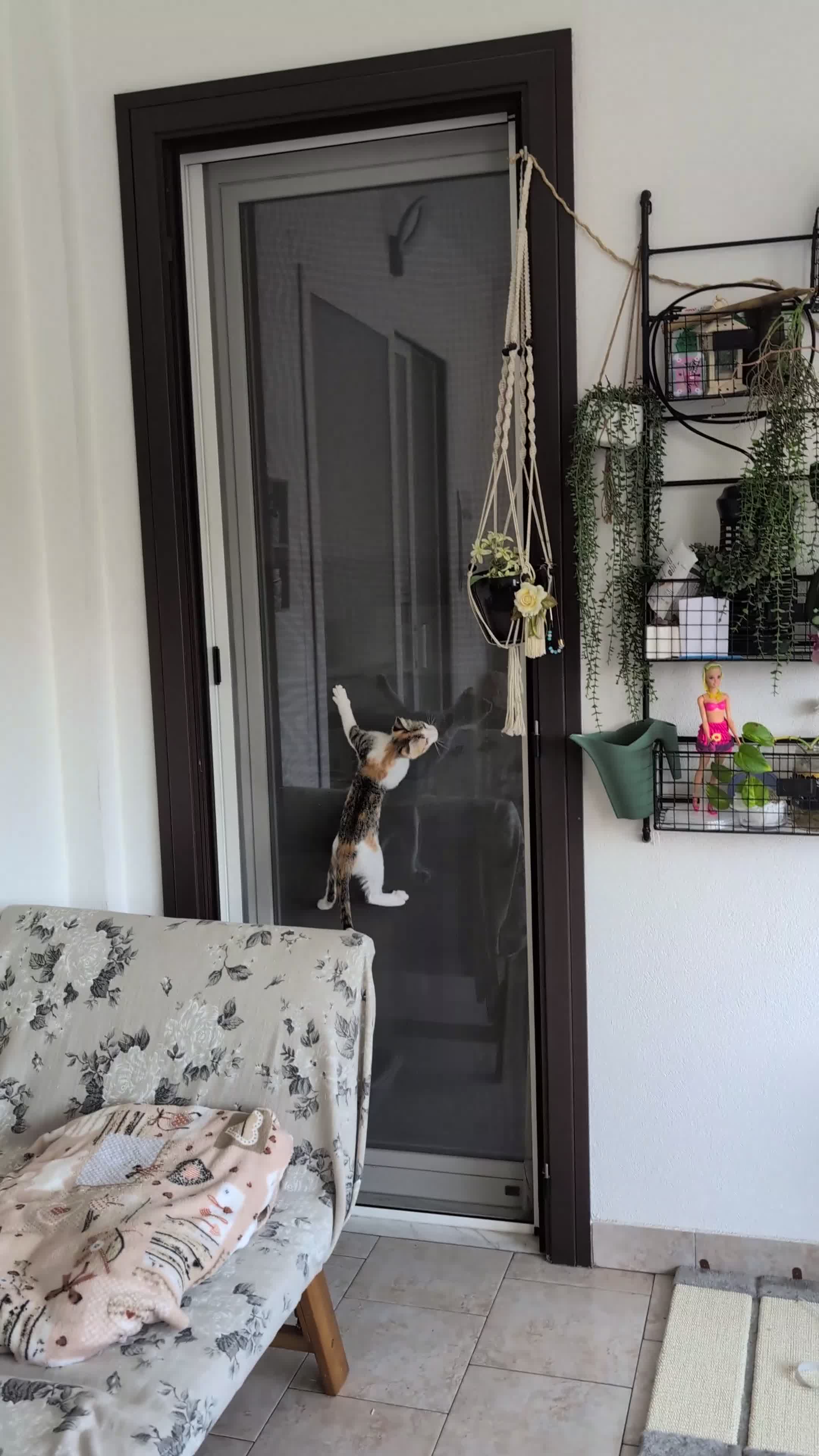 Altre razze gatti in regalo: Una casa per Misha - Video 3