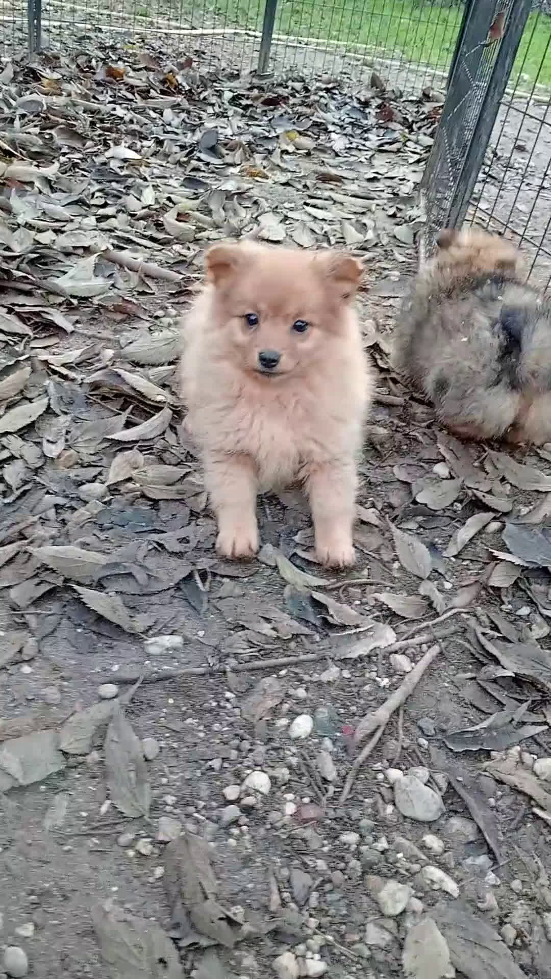 Spitz cani in vendita: Cucciole di Spitz Piccolo  - Video 4