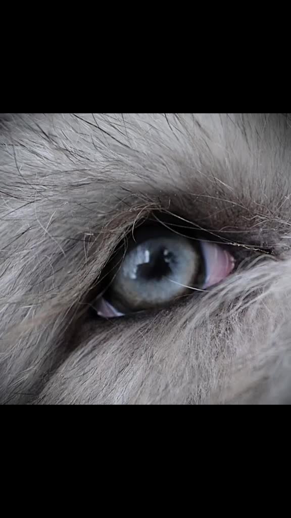 Bearded Collie cani in vendita: Bearded Collie cuccioli  - Video 2