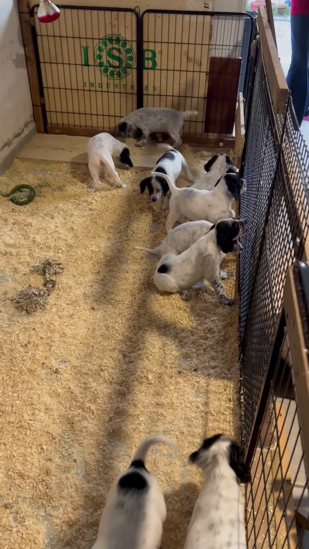 Setter Inglese cani in vendita: Cuccioli setter inglese  - Video 1