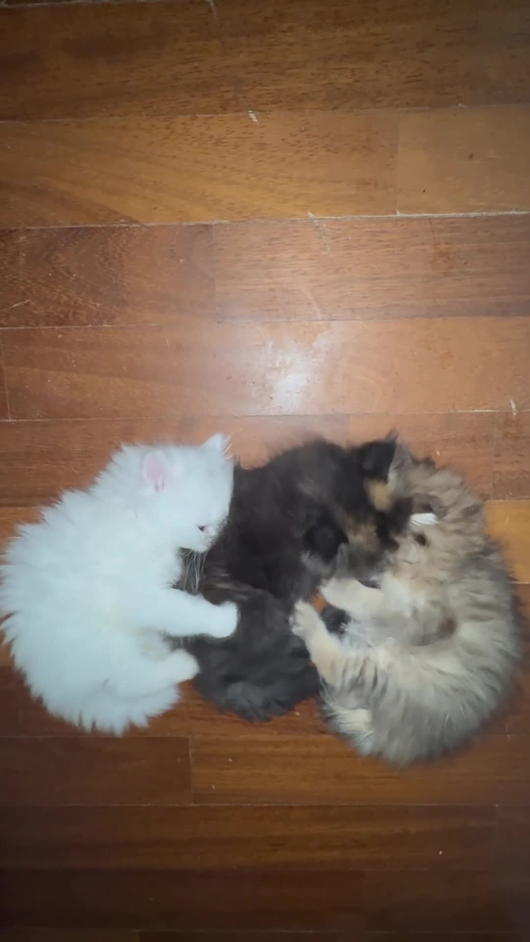 Persiano gatti in vendita: Splendidi Cuccioli di Gatto Persiano Puri - Video 2