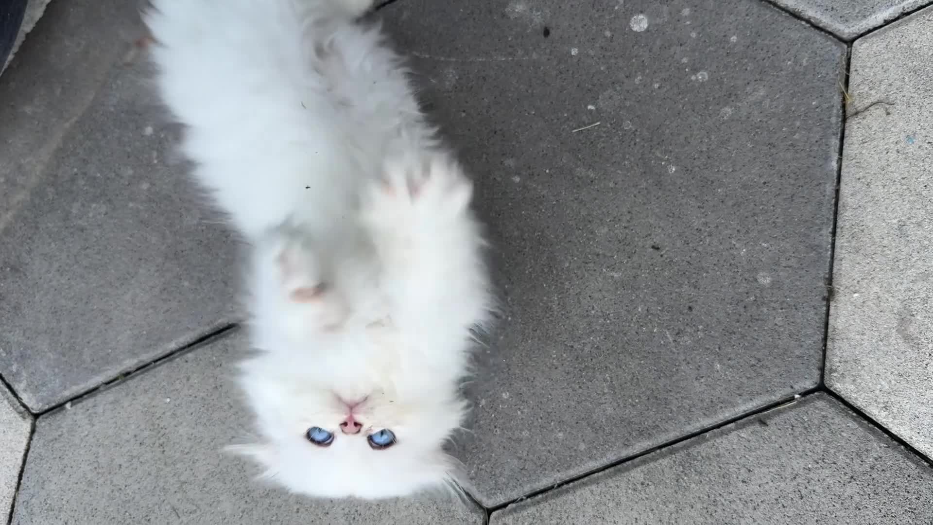 British gatti in vendita: 🐾 Disponibili splendidi cuccioli Highland Fold 🐾 a Provincia della Spezia - Video 1