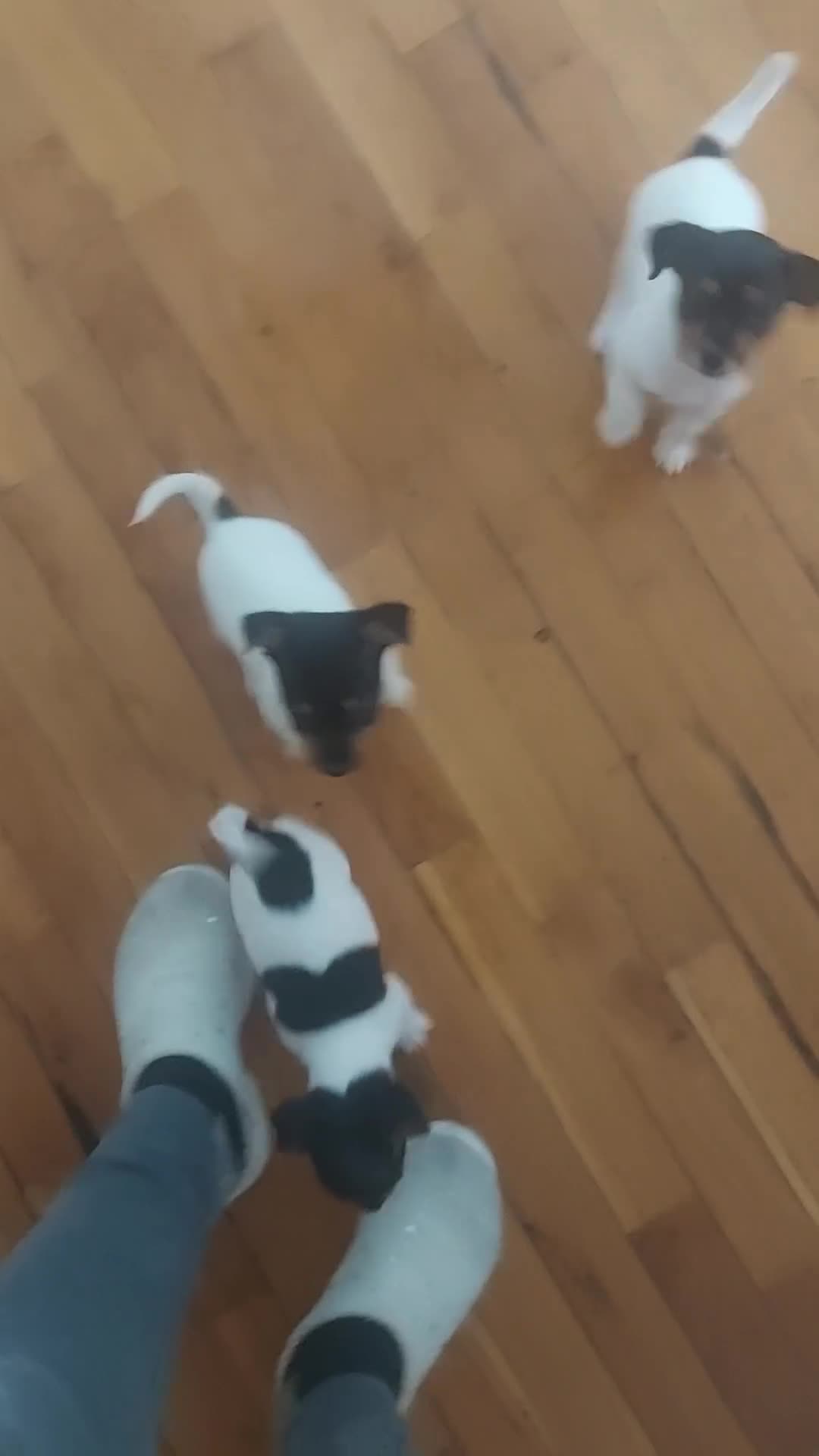 Jack Russell cani in vendita: Gek russel toy nati il 05/05/2026 - Video 2
