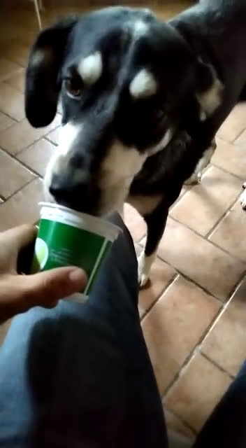 Meticcio cani in regalo: DUMBO un simpaticone tg media - Video 1