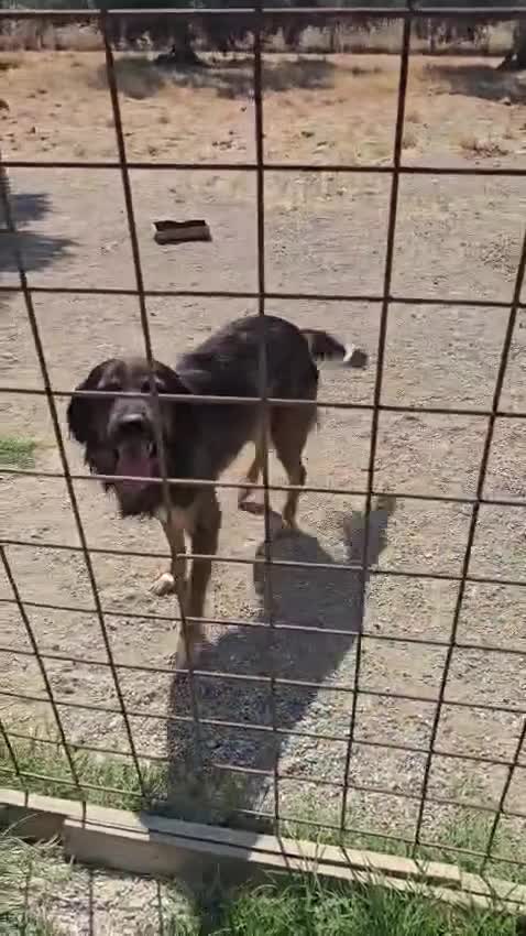 Meticcio cani in regalo: Aron 2anni(la mamma èSetter)in canile da sempreSUD - Video 2