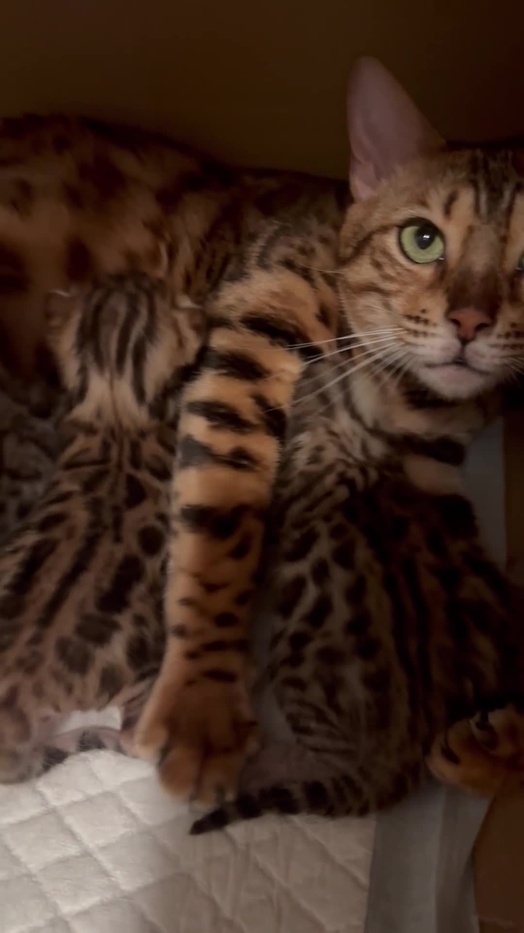 Bengala gatti in vendita: Cuccioli di bengala  - Video 1