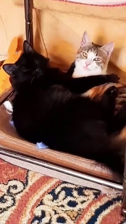 Europeo gatti in regalo: PAMY E PELU'  - Video 1