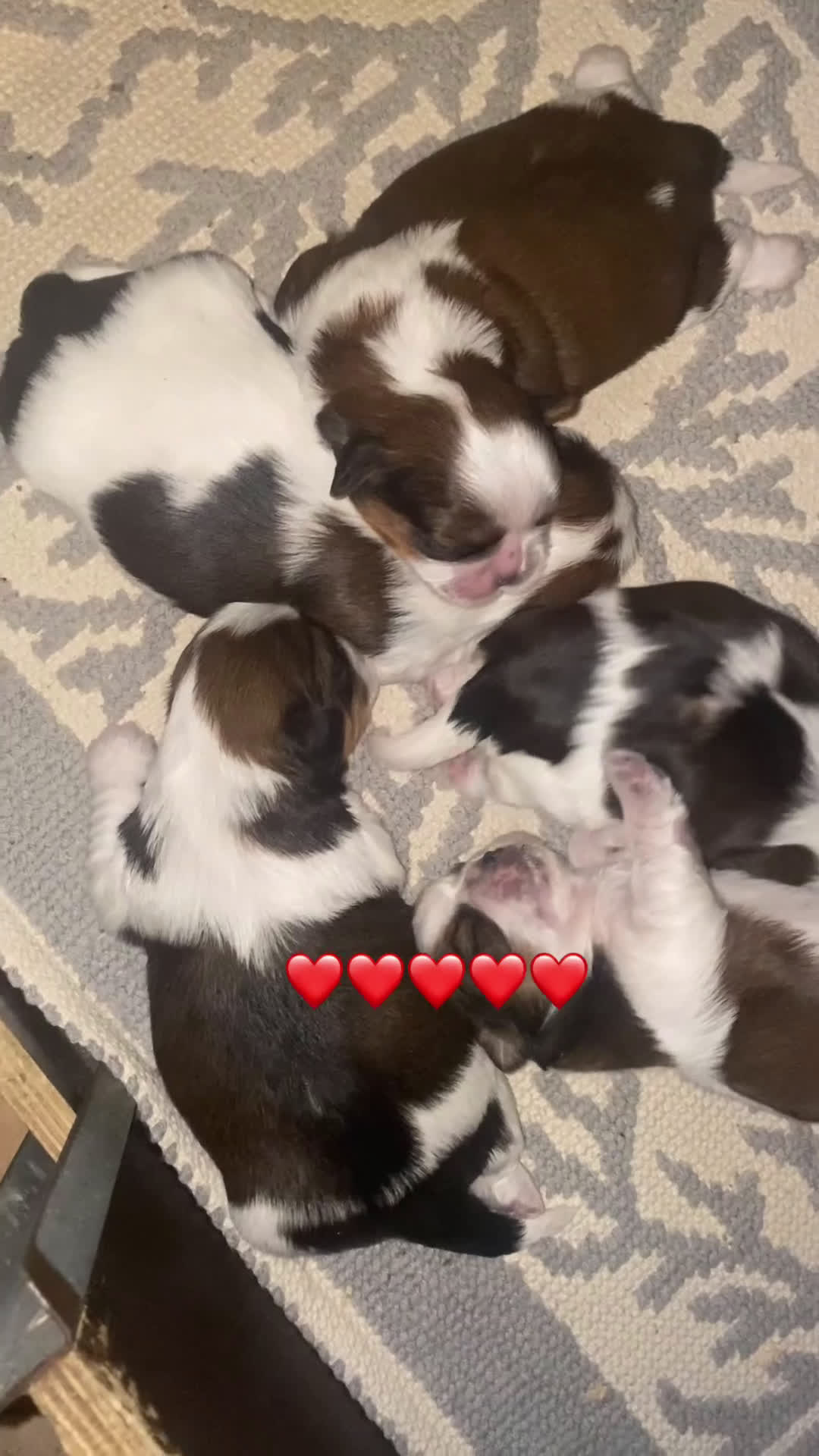 Shih Tzu cani in vendita: Shih tzu - Video 1