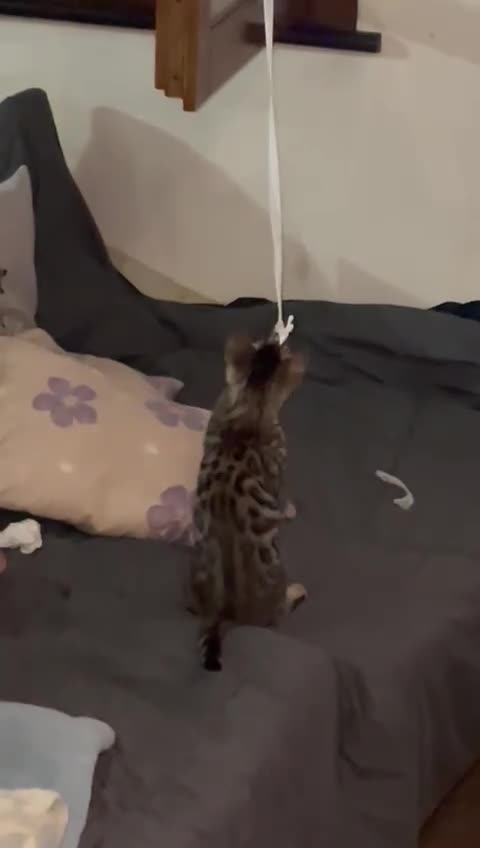 Bengala gatti in vendita: Gatta Bengala  - Video 1