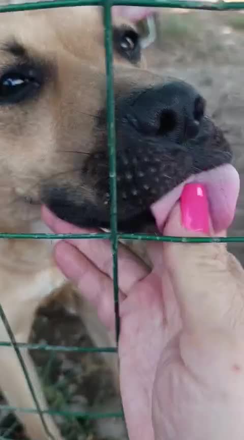 Meticcio cani in regalo: Andreina: dolce e socievole con tutti  - Video 1