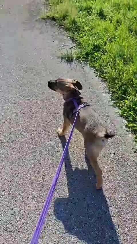 Meticcio cani in regalo: Fucsia un bellissimo fiorellino - Video 3