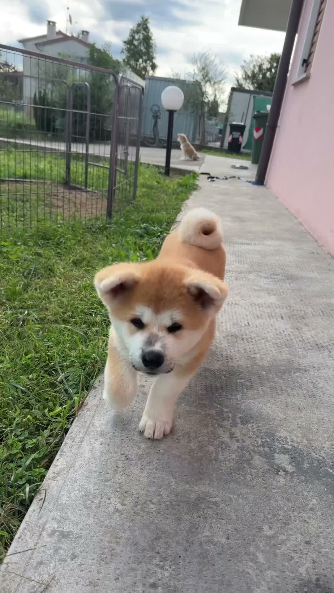 Akita Inu cani in vendita: Cucciole Akita inu a Provincia di Treviso - Video 1