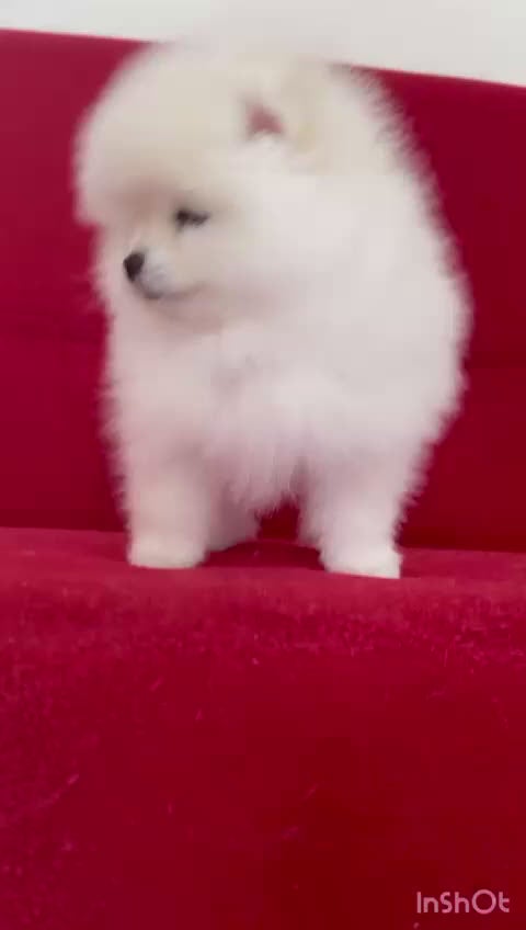 Volpino Pomerania cani in vendita: Femmine di Pomerania - Video 1