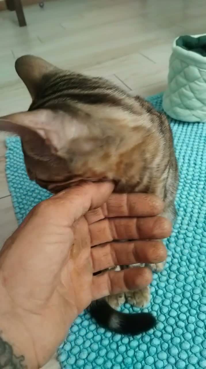 Bengala gatti in vendita: Dolcissimo gattino del bengala con pedigree AFSI  - Video 2