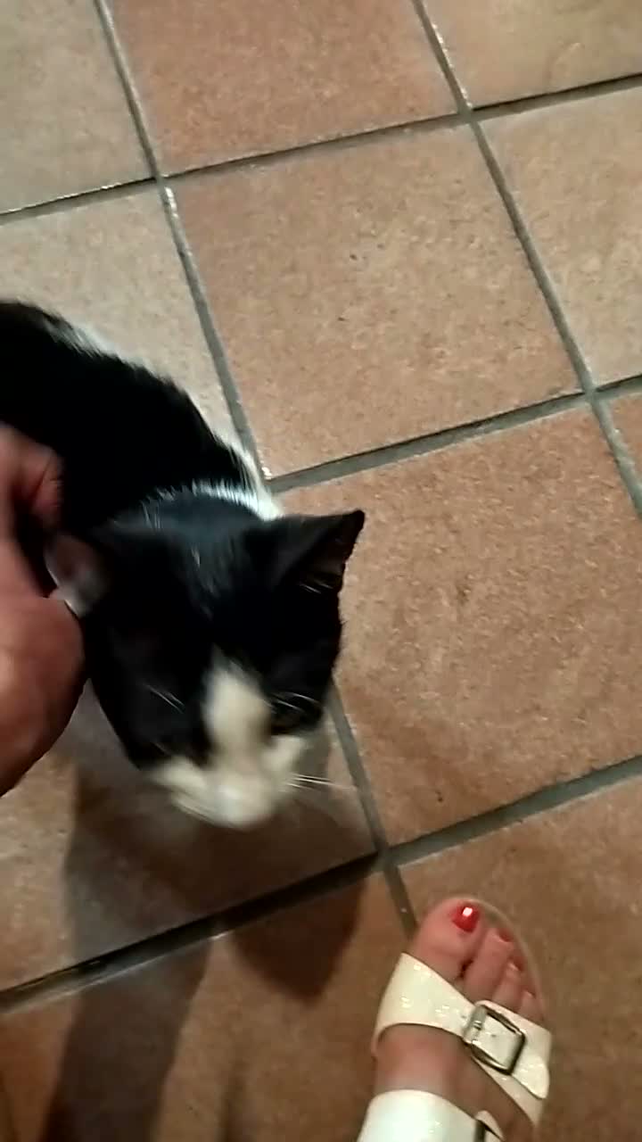 Europeo gatti in regalo: gattino maschio - Video 1