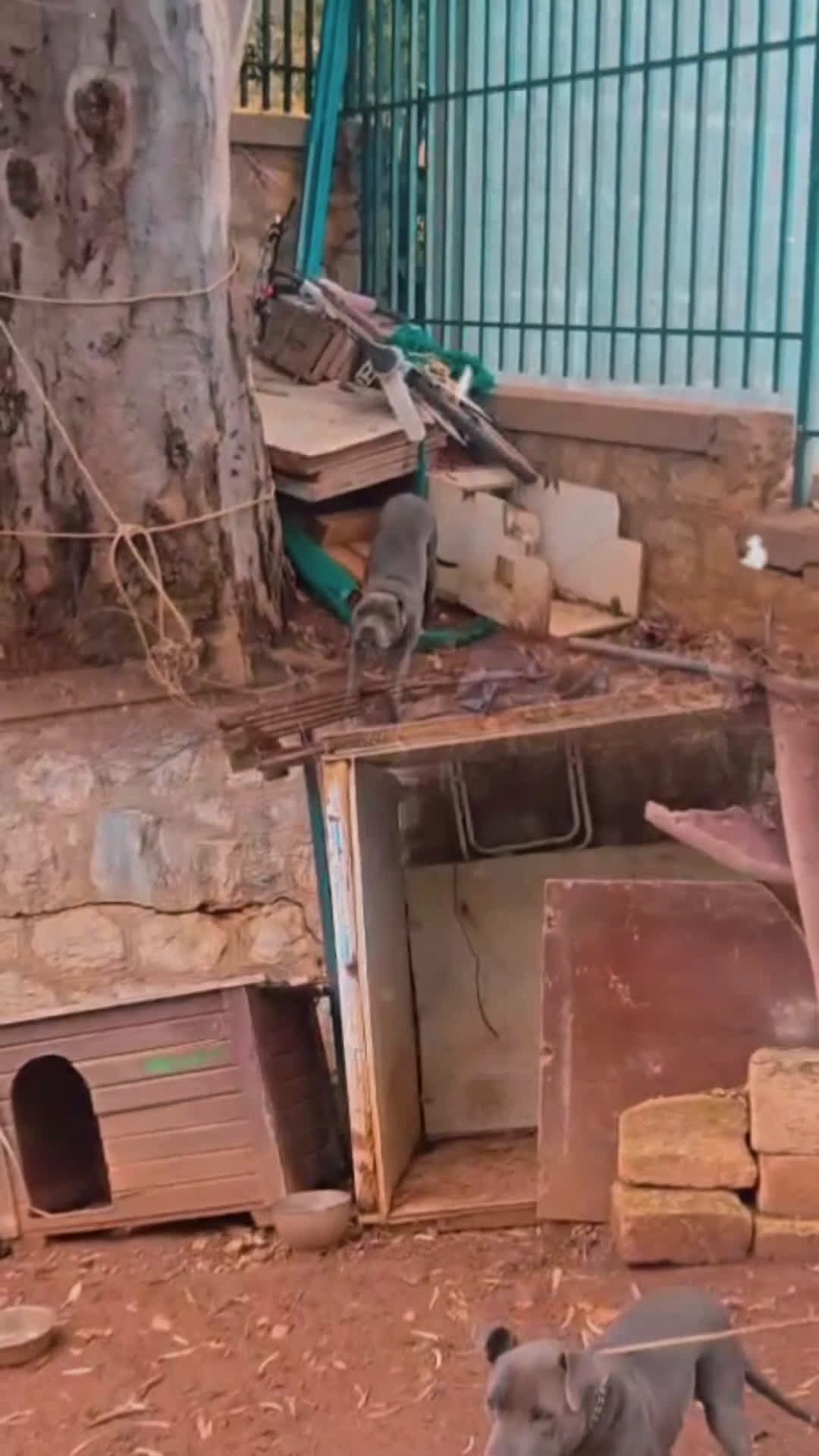 Pitbull cani in regalo: SOS adozione ATHENA 2 anni Pit Bull Terrier - Video 1