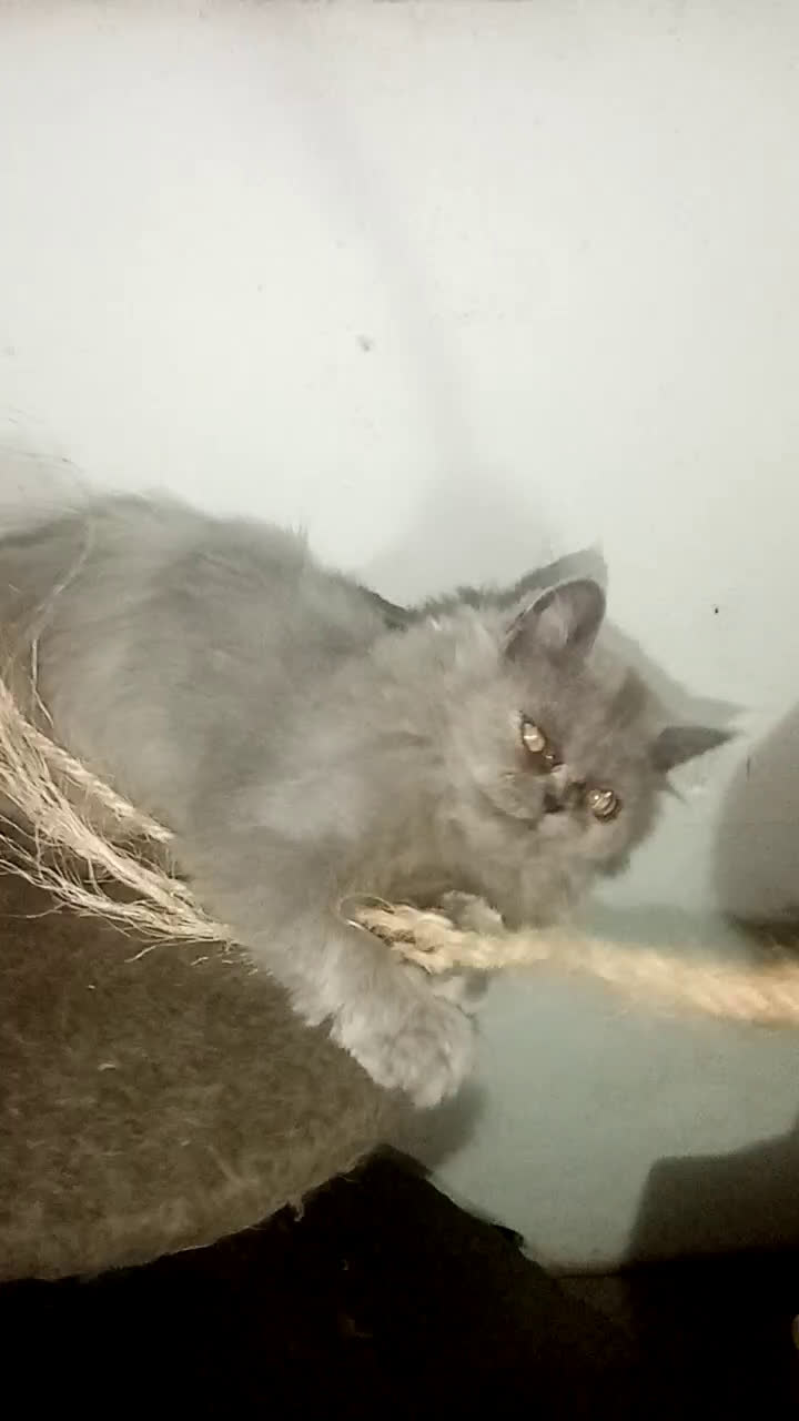 Persiano gatti in vendita: Cuccioli gatto Persiano pura razza  - Video 1