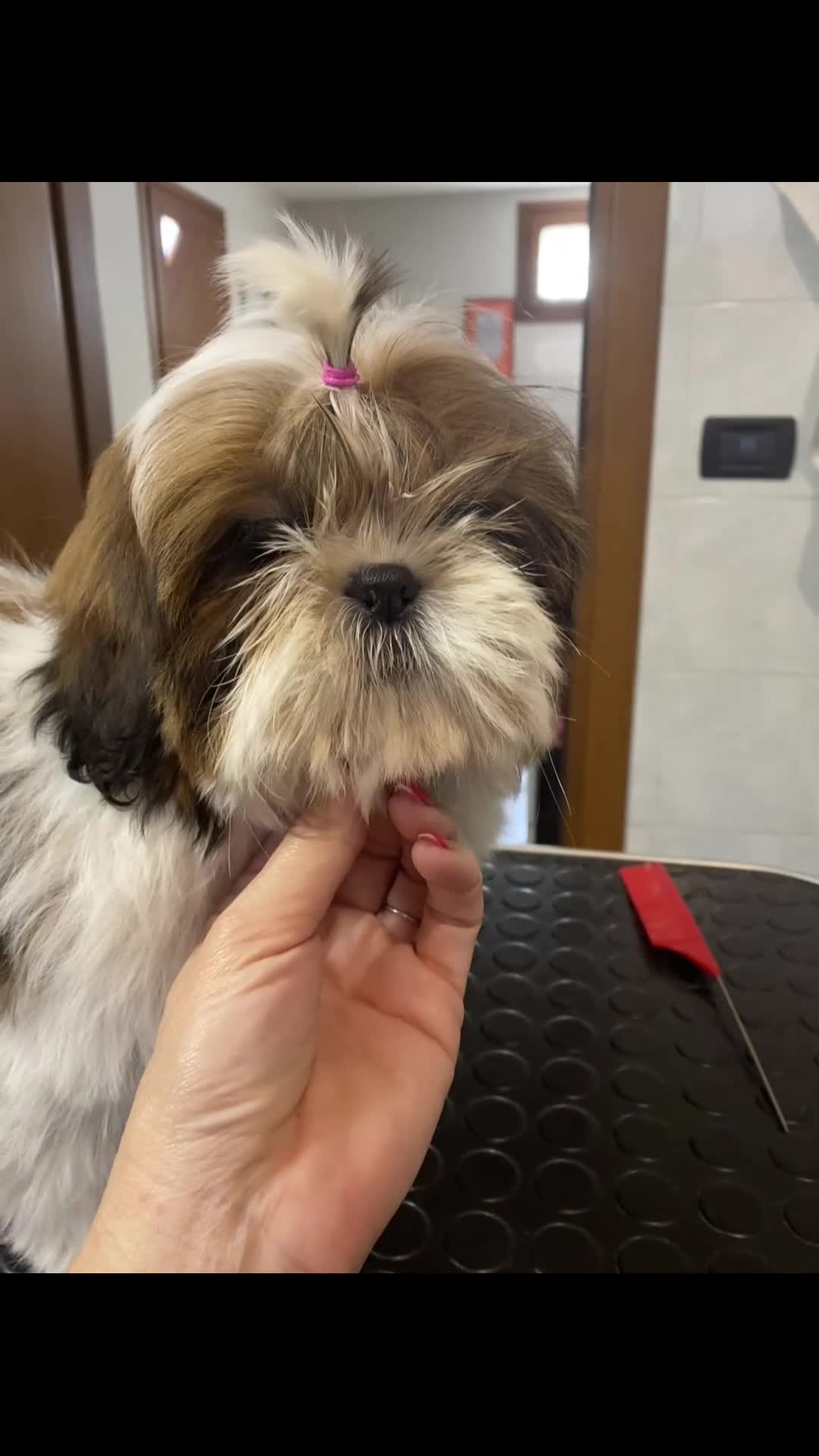Shih Tzu cani in vendita: Shih tzu  - Video 1