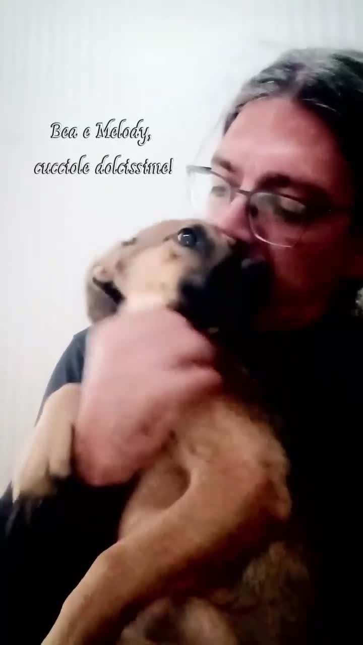 Meticcio cani in regalo: Melody e Bea dolcissime cucciole in adozione - Video 1
