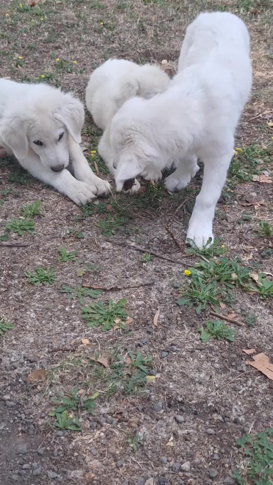 Pastore Abbruzzese Maremmano cani in vendita: 🐶 Cucciola femmina di Pastore Maremmano-Abruzzese - Video 4