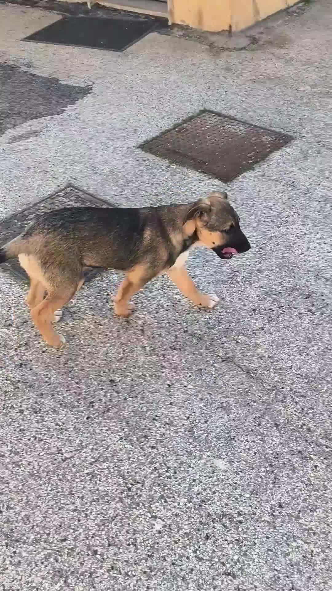 Meticcio cani in regalo: Fucsia un bellissimo fiorellino - Video 2