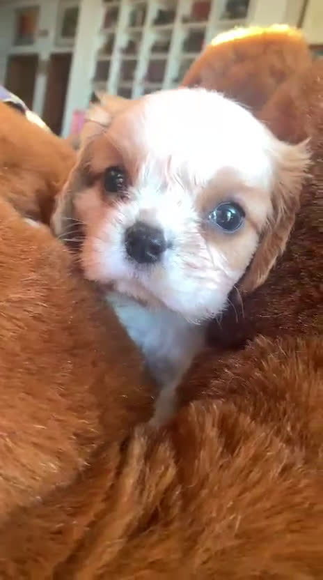 Cavalier King cani in vendita: Cuccioli di Cavalier King Charles Spaniel - Video 2