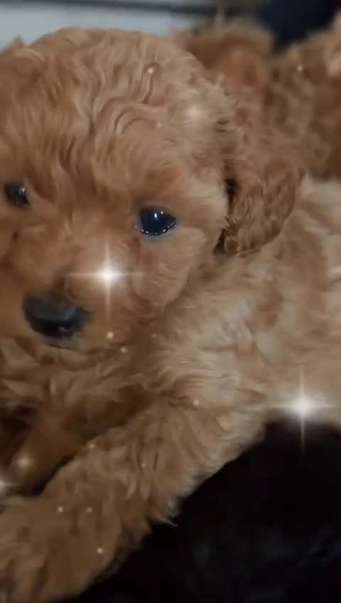 Barboncino cani in vendita: Barboncino nano❤️ - Video 1