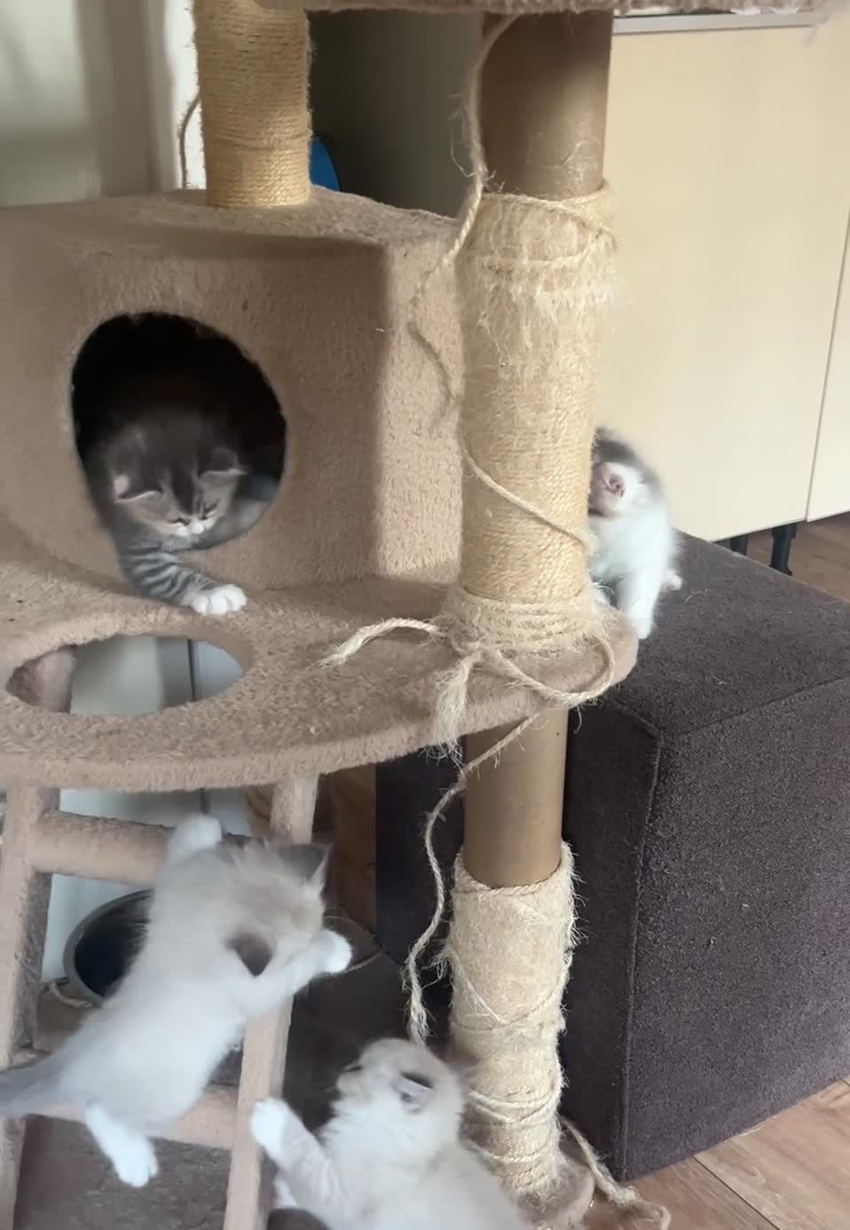 Siberiano gatti in vendita: Gattini siberiani con pedigree - Video 1