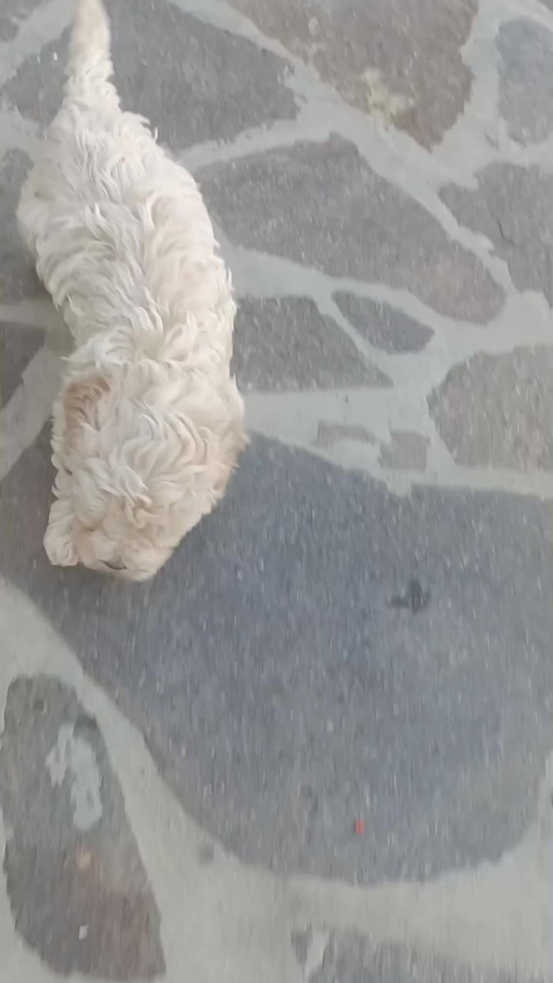 Lagotto cani in vendita: Cuccioli di Lagotto Romagnolo con Pedigree Roi  - Video 4