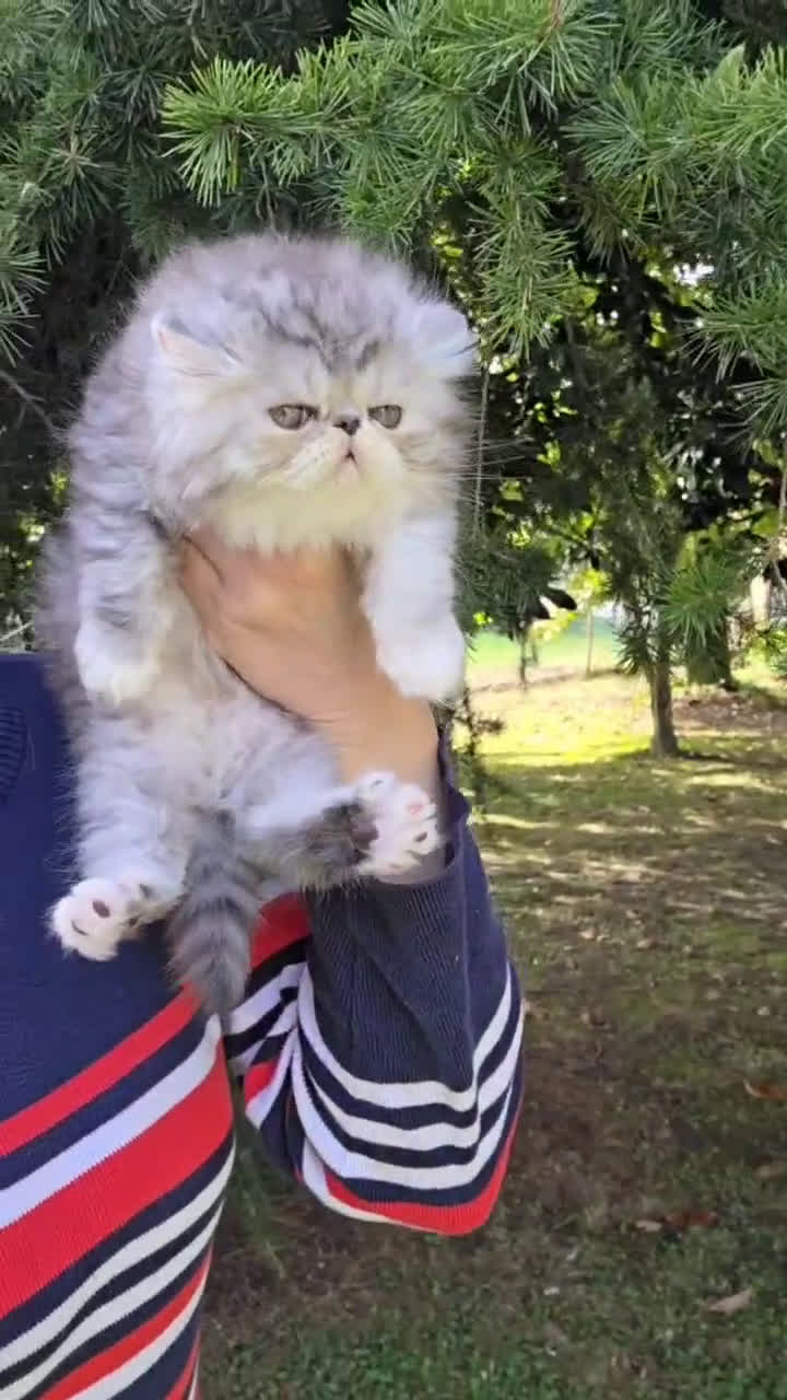 Persiano gatti in vendita: Persiani cuccioli  - Video 1