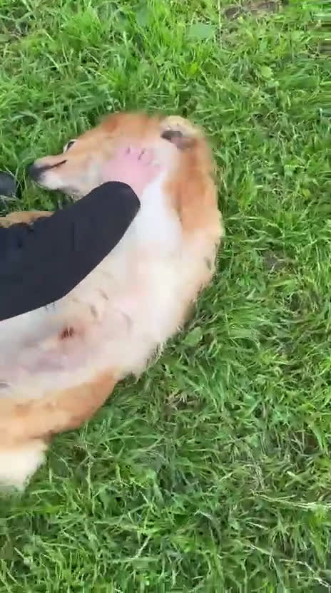 Meticcio cani in regalo: RICKY. 💙 - simil volpino taglia piccola - Video 2