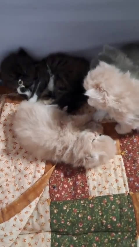 Persiano gatti in vendita: cuccioli persiani ed esotici - Video 1