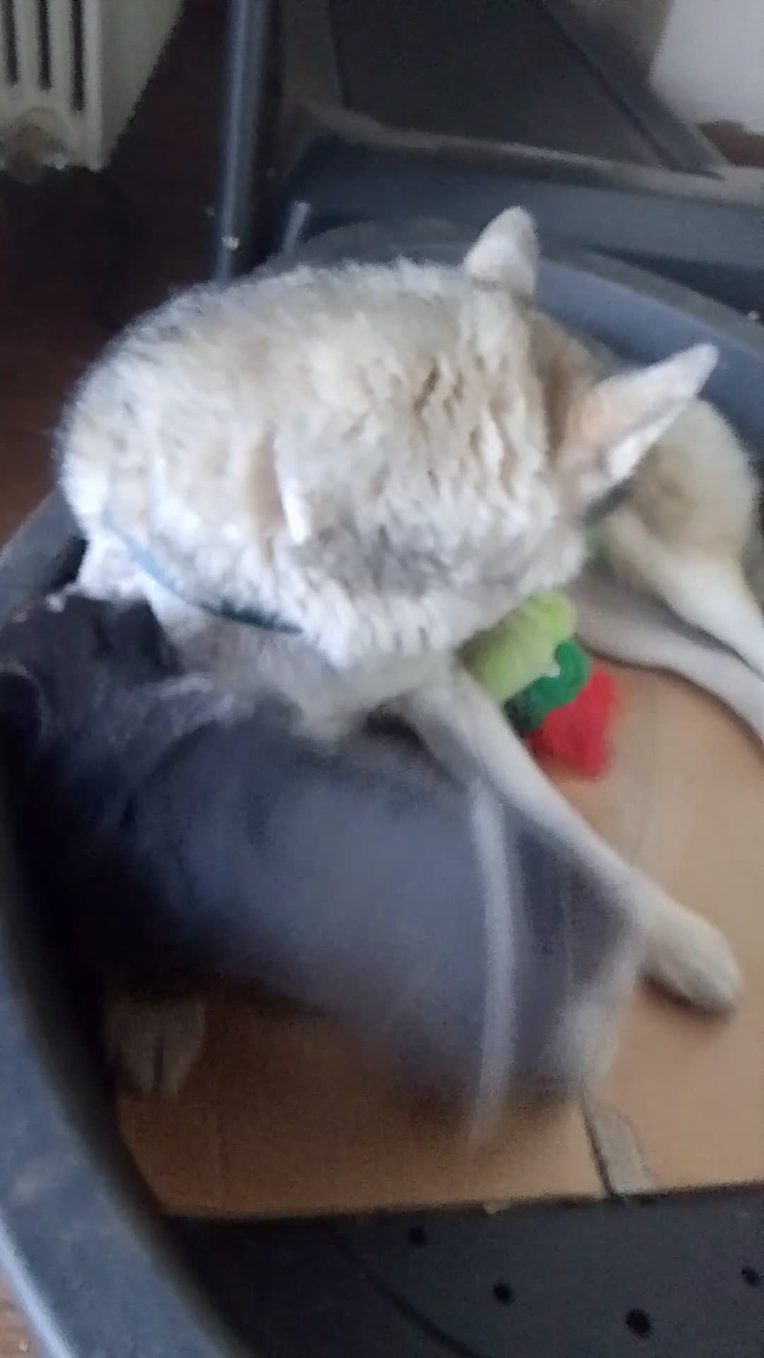 Husky cani in vendita: Cucciolo di siberian husky  - Video 1