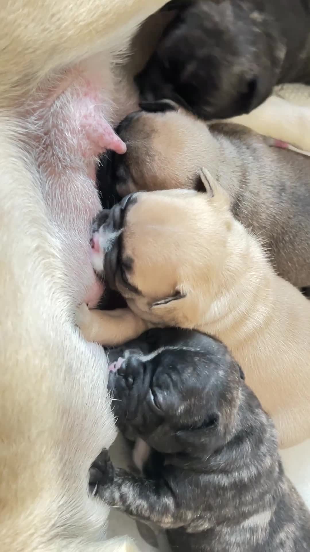 Bulldog Francese cani in vendita: Cuccioli bulldog francese  - Video 1