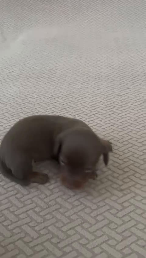 Bassotto cani in vendita: BASSOTTINI - Video 2