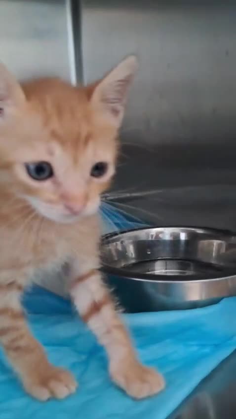 Europeo gatti in regalo: Gattini rossi maschi due mesi - Video 1