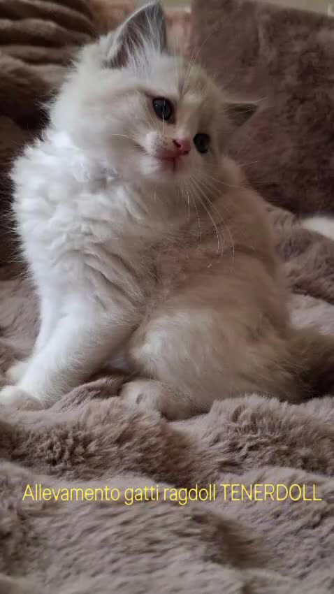 Ragdoll gatti in vendita: Ragdoll con Pedigree  - Video 5