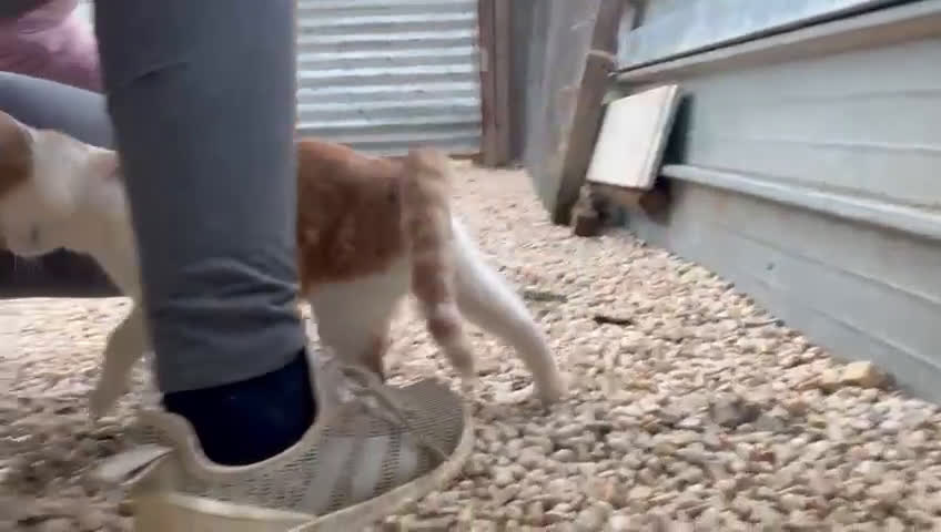 Meticcio gatti in regalo: IL TENERISSIMO POOH - Video 4