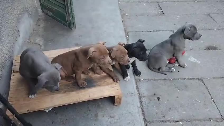 American Bully cani in vendita: Cuccioli American pit bull terrier  - Video 2