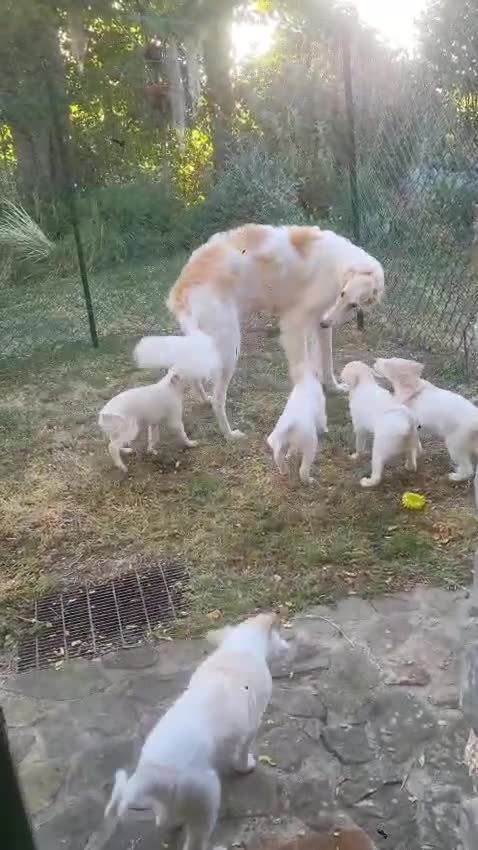Levriero cani in vendita: Cuccioli di Levriero Borzoi disponibili a Provincia di Pesaro e Urbino - Video 4