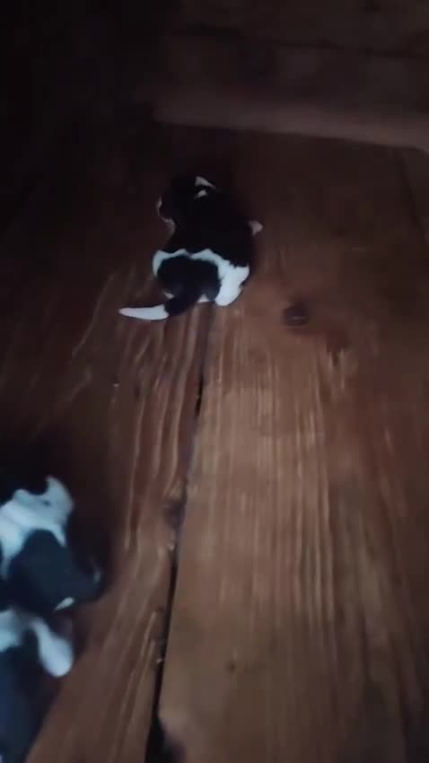 Beagle cani in vendita: Beagle - Video 1