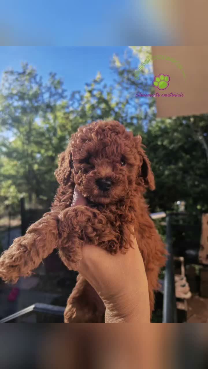 Barboncino Toy cani in vendita: BARBONCINO RED TEACUP - Video 1
