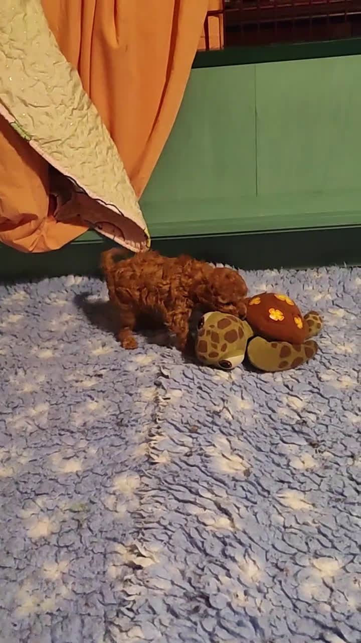 Barboncino Toy cani in vendita: Barboncini Toy  - Video 1